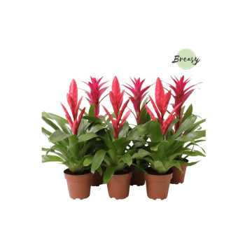 BROMELIJA, ROZA MIX (Bromelia, Pink mix), P12H45 