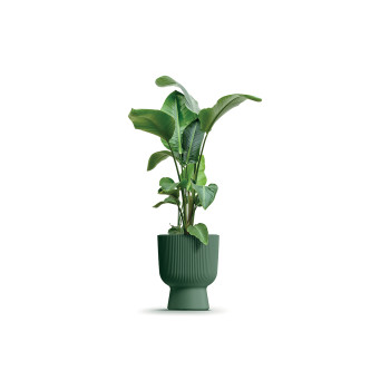 PVC lonec, Milly, 29.8x36.5 cm, borovo zelena 