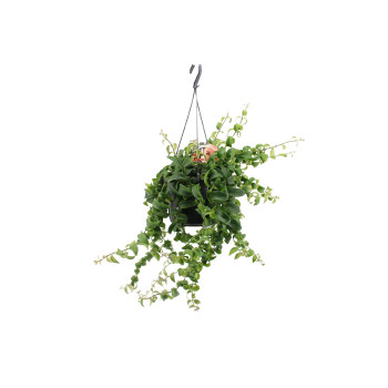 Aeschynanthus (Aeschynanthus radicans 