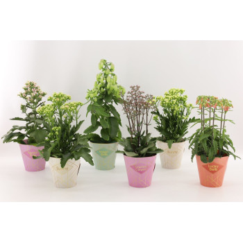 Kalanhoja (Kalanchoe blossfeldiana 