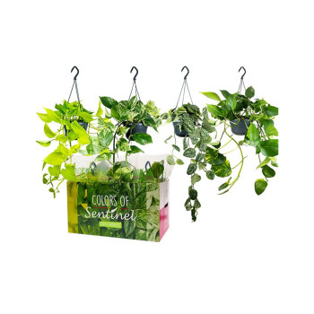 Potos (Epipremnum pinnatum), mix obešanka, P15H40 