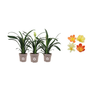 CLIVIA (Clivia miniata), P13H50 