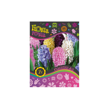 Flover Power Hyacinthus Orientalis mix 5/1 