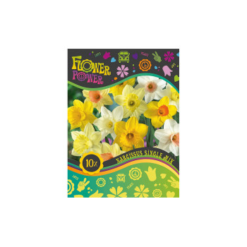 Flover Power Narcissus Single mix 10/1 