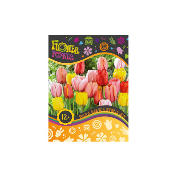 Flover Power Tulipa Darwin Hybrid mix 8/1 