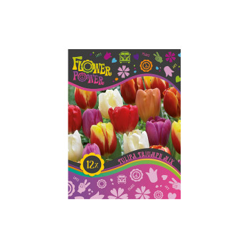 Flover Power Tulipa Triumph mix 8/1 
