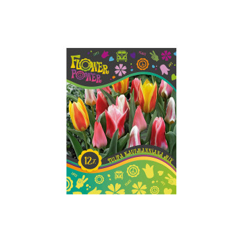 Flover Power Tulipa Kaufmanniana mix 8/1 