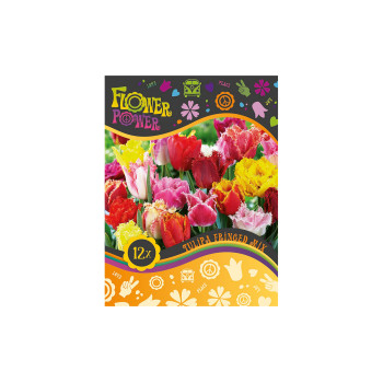 Flover Power Tulipa Fringed mix 8/1 