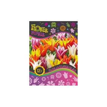 Flover Power Tulipa Lilyflowering mix 8/1 