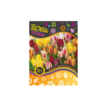 Flover Power Tulipa Multiflora mix 8/1 