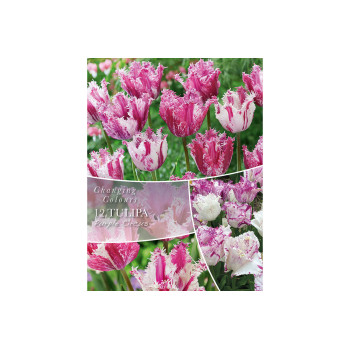 Changing Colors Tulipa Purple Circus 8/1 