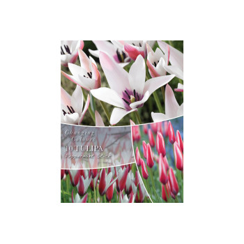 Changing Colors Tulipa Peppermint Stick 10/1 