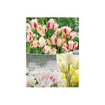 Changing Colors Tulipa Candy Club 6/1 
