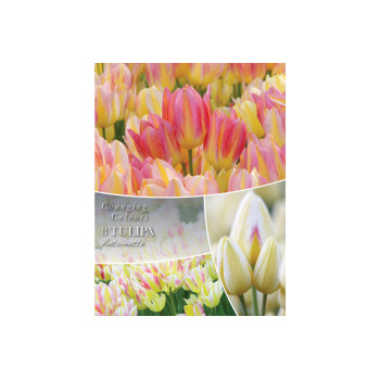Changing Colors Tulipa Antoinette 8/1 