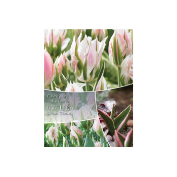 Changing Colors Tulipa China Town 6/1 