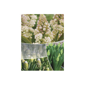 Changing Colors Muscari Lady Madonna 25/1 