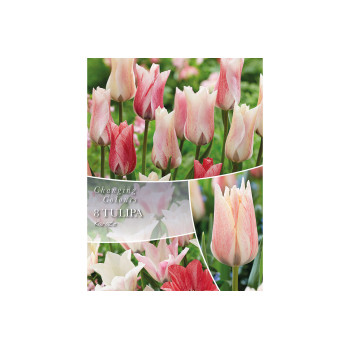 Changing Colors Tulipa Karate 6/1 