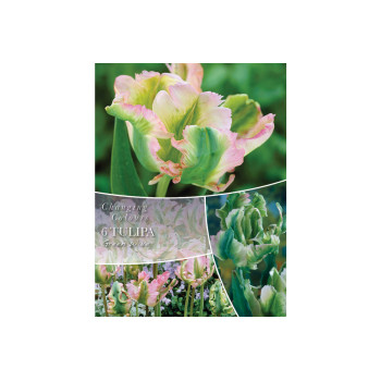 Changing Colors Tulipa Greenwave 6/1 