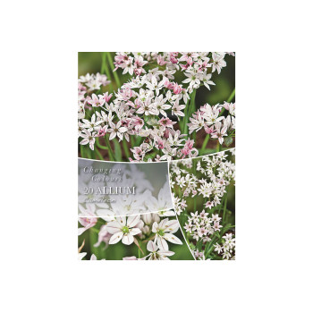 Changing Colors Allium Cameleon 20/1 