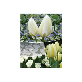 Changing Colors Tulipa Purissima 8/1 
