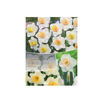 Changing Colors Narcissus Salome 6/1 