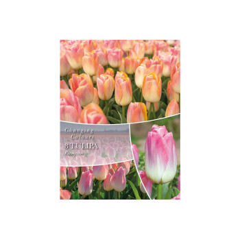 Changing Colors Tulipa Kunyun 6/1 