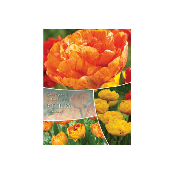 Changing Colors Tulipa Sunlover 8/1 