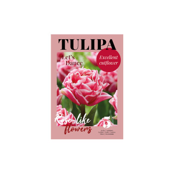 Glossy Tulipa Let