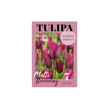 Glossy Tulipa Night Club 7/1 
