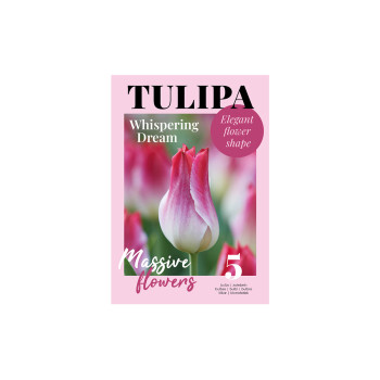 Glossy Tulipa Whispering Dream 5/1 