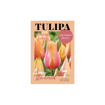 Glossy Tulipa Blushing Lady 7/1 
