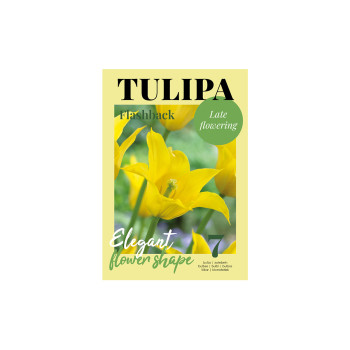 Glossy Tulipa Flashback 7/1 