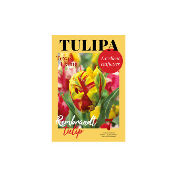Glossy Tulipa Texas Flame 7/1 