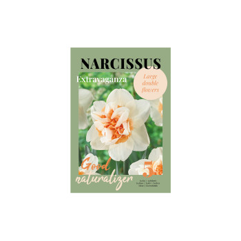 Glossy Narcissus Extravaganza 5/1 