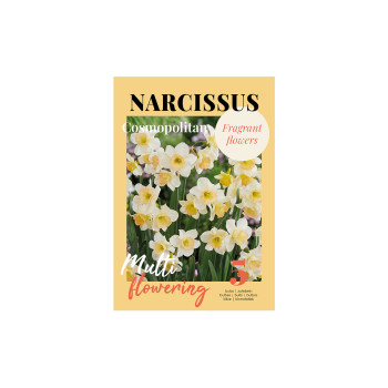 Glossy Narcissus Cosmopolitan 5/1 