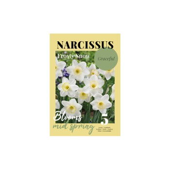 Glossy Narcissus Frosty Snow 5/1 
