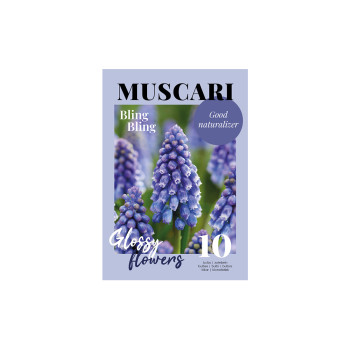 Glossy Muscari  Bling Bling 10/1 