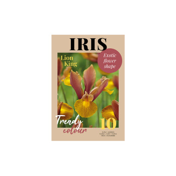 Glossy Iris Lion King 10/1 