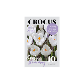 Glossy Crocus Ice Queen 10/1 