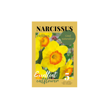 Glossy Narcissus Delibes 5/1 