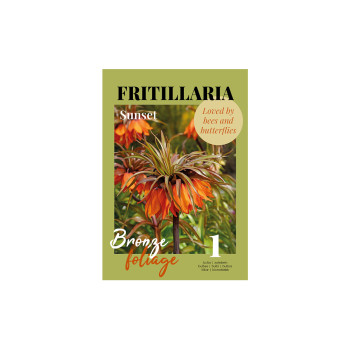 Glossy Fritillaria Sunset 1/1 