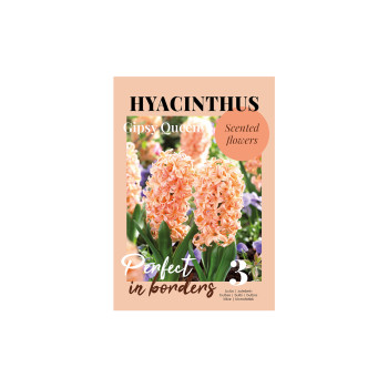 Glossy Hyacinthus Gipsy Queen 3/1 