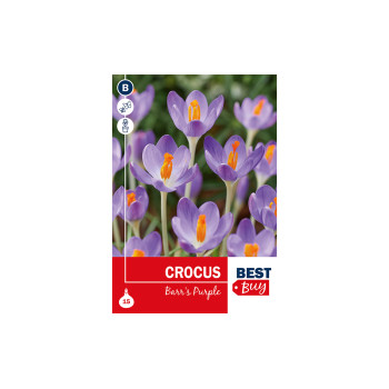 Super Best  Buy Crocus Barr