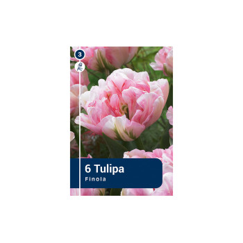 Master Tulipa Finola 6/1 