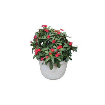 EUPHORBIA MILII (Euphorbia milii 