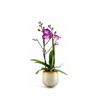 ORHIDEJA PHALAENOPSIS (Phalaenopsis sp. 