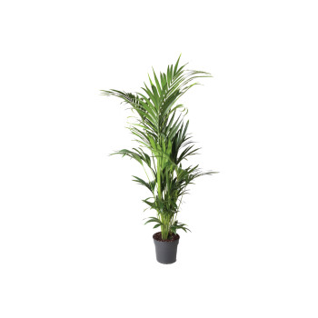 PALMA KENTIJA (Howea forsteriana, Air So Pure), P24H120 
