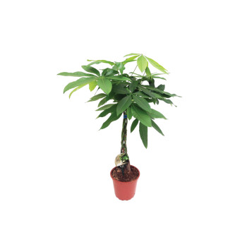 PAHIRA (Pachira aquatica), P19H95 