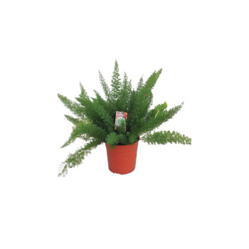 ASPARAGUS ( Asparagus densiflorus 