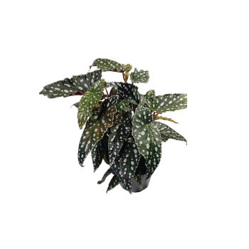 BEGONIJA (Begonia sp 